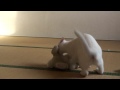 Amazing Judo cat  をする Funny Animal video in Japan