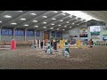 Show jumping horse GERESERVEERD van de fokker 5 jarige Zirroco Blue Merrie