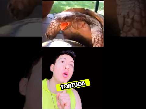 CÓMO SE CREÓ EL MEME DE LA “TORTUGA“?#short #sabiasque #tortuga #meme #curiosidades #origen