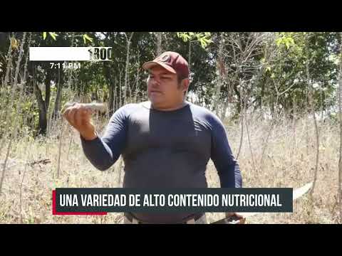 Productor cosecha con éxito bono de Yuca otorgado por el INTA - Nicaragua