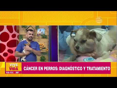 ¡El Doc  #OrlandoLiuzzi nos habla sobre el cáncer en perros!  Veterinaria En VLV 23 04 24