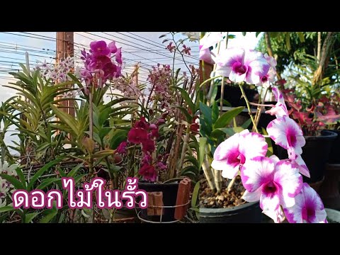 (135)ดอกไม้ในรั้วต้นไม้แต่งบ