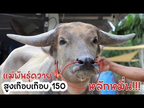 ครูวุฒิครูอ้น คนเมืองศรี คอกแตก!!!เปิดราคาควายหลักหมื่นสูงเกือบ150ห้ามพลาดมายบัฟฟาโลแ