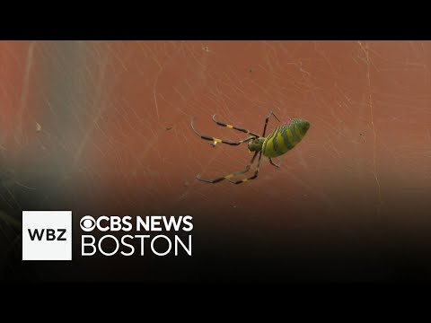 Giant Joro spider spotted in Boston's Beacon Hill, leaving residents on high alert