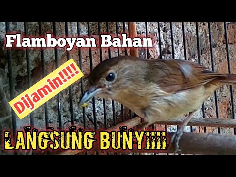 Flamboyan Bahan Ombyokan Langsung Bunyi !!!