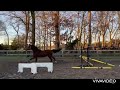 Cheval de CSO Jonge KWPN springpaarden te koop