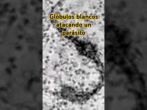 ?Glóbulos blancos atacando un parásito? #biology #science #microscope #animals