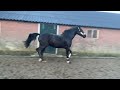 Dressage horse 2,5 jarige merrie Finest x DeNiro