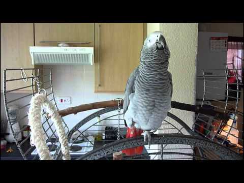 Video: Lietuvių papugos - Emigrantės