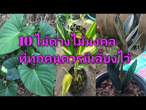 เสน่ห์จันทร์-กวักมรกตดำ-กวักมร เสน่ห์จันทร์-กวักมรกตดำ-กวักมร