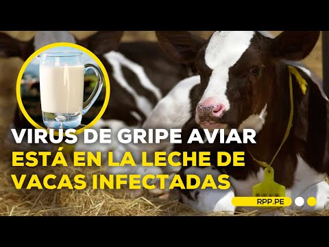 Estudio confirmaría que virus de gripe aviar se encuentra en la leche de vacas infectadas