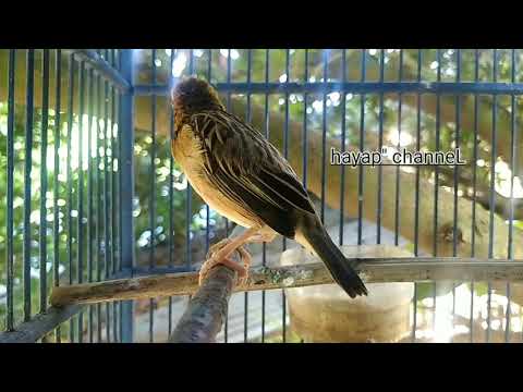 cukup putar||burung Manyar ombyokan langsung nyaut