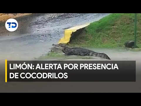 Inundaciones generar preocupación por la aparición de cocodrilos