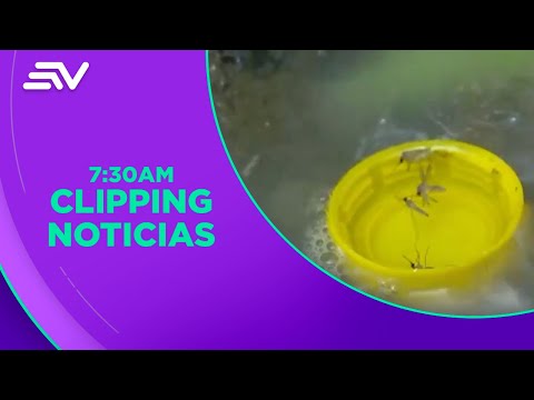 Aumento de casos de dengue en Guayaquil, Durán y Samborondón | Televistazo | Ecuavisa