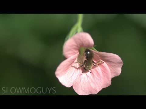 Fly Eats Fly in Slow Motion - The Slow Mo Guys