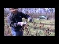 Ежевика: How to Prune and Care for Blackberry Plants in Early Spring - Gurney's Video