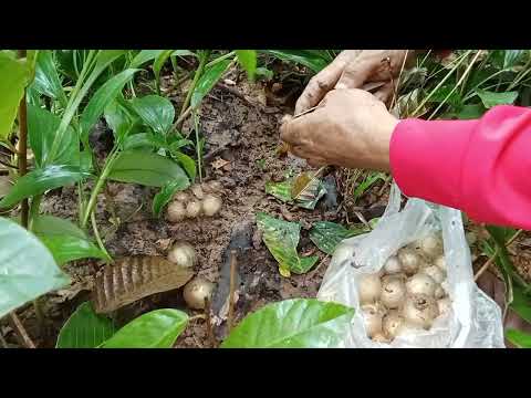 โพดโพเห็ดวุ้นดินกินได้เก็บเห