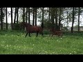 Show jumping horse Duke van 't Heidehof (Doukhan Hero Z x Solid Gold Z)
