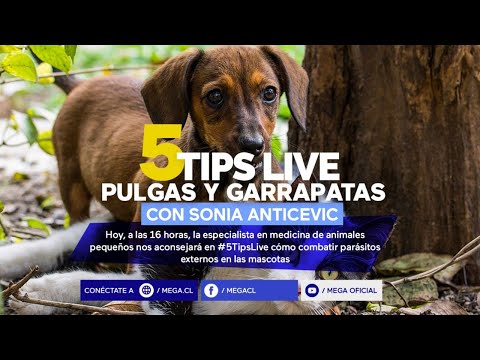 #5TipsLive / Consejos para evitar pulgas y garrapatas en nuestras mascotas