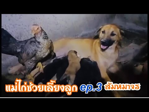 สายใยรักต่างสายพันธ์-แม่ไก่เลี สายใยรักต่างสายพันธ์-แม่ไก่เลี