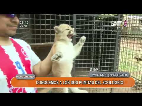 ¡Conocemos a los pumitas del zoológico!