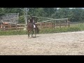 Dressage horse Getalenteerd dressuurpaard