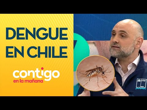 ¿CUÁLES SON LOS SÍNTOMAS? Decretan alerta amarilla por dengue en Los Andes - Contigo en la Mañana