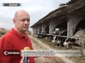 Скотоводство: Уникальные коровы в Гагаузии