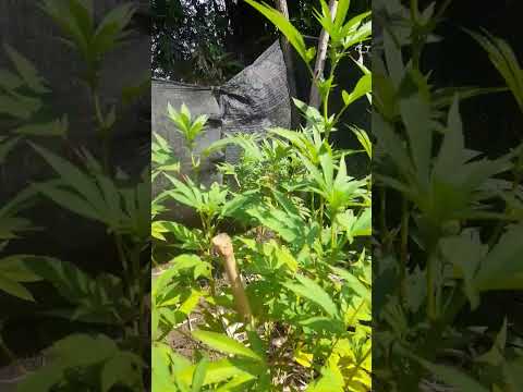 ปิดไฟทำดอก12วันแล้วครับ