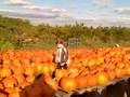 Тыква: Pumpkin picking