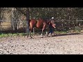Dressage horse Dressuurpaard