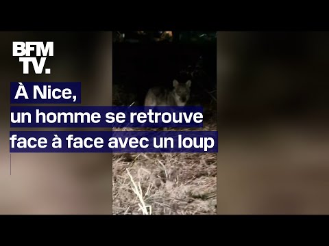 À Nice, un homme se retrouve face à face avec un loup