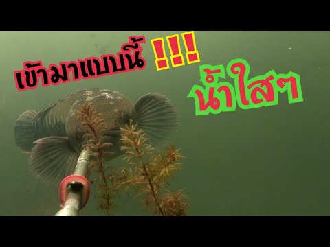 ตามหาปลาในดงสาหร่าย ตามหาปลาในดงสาหร่าย