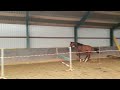 حصان القفز Te koop 2 jarig springpaard (Hernandez TN x Silverstone VDL)
