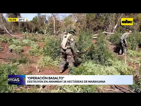 Operación Basalto: Destruyen 26 hectáreas de marihuana en Amambay