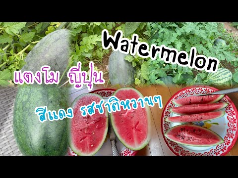 พามานับลูกแตงโมwatermelon🍉ใน