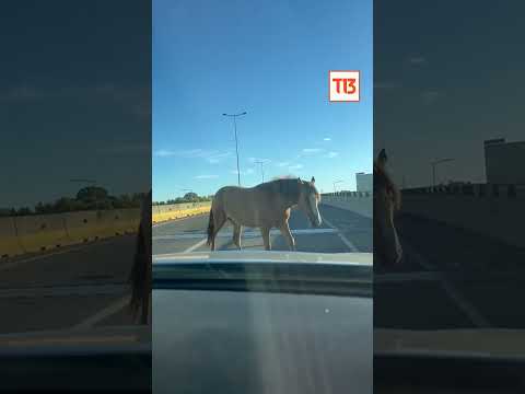 Captan a caballos transitando en plena autopista en Concepción