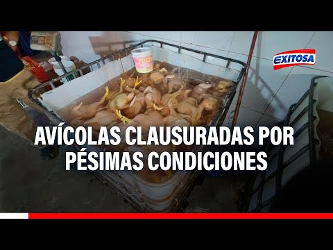 Comas: Clausuran avícolas clandestinas por falta de licencia