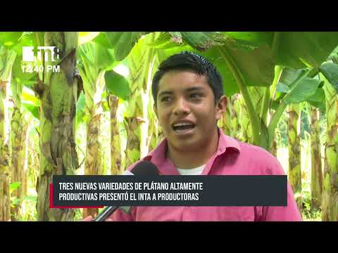 Tres nuevas variedades de plátano presenta el INTA a productoras de Managua - Nicaragua