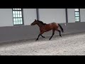 Show jumping horse QC Vigolino