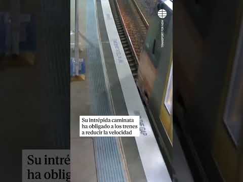 Un #koala interrumpe el sistema ferroviario de Sídney tras colarse en una estación #viralvideo