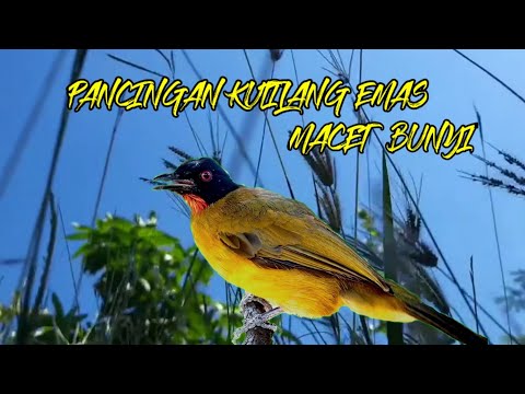 Suara burung kutilang emas betina gacor, cocok buat gesekan kutilang emas macet bunyi