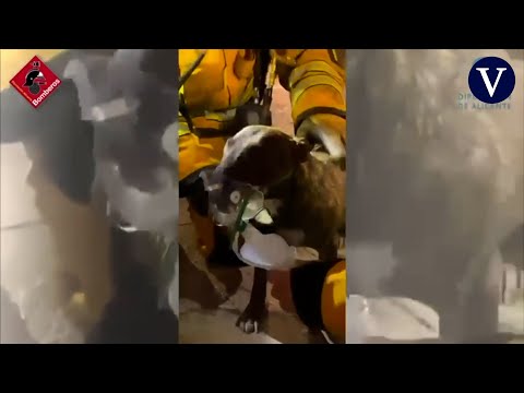 Reaniman con oxígeno a un perro en el incendio de una vivienda en Novelda (Alicante)