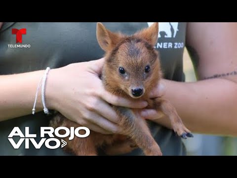 Nace cierva de una especie en peligro de extinción y le buscan nombre