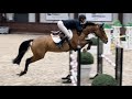 Show jumping horse Competitive nine  year old mare