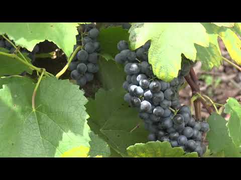 Produtores de uva recebem esclarecimentos sobre o Sistema de Informações da Área de Vinhos e Bebidas