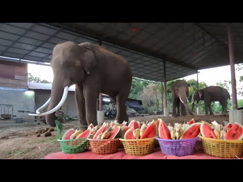 ป้อนผลไม้ช้างทำบุญปีใหม่ครับ