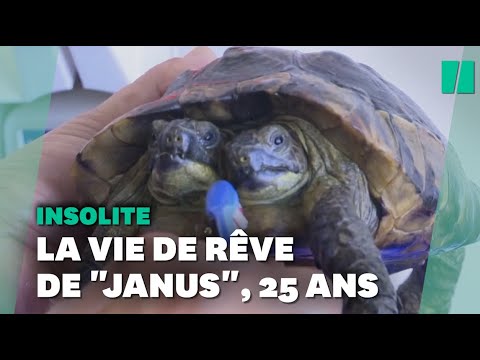 Janus, une tortue à deux têtes fête ses 25 ans, un record