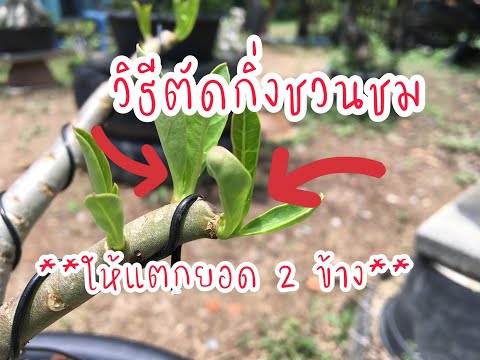 วิธีตัดกิ่งชวนชม-ให้แตกยอด-2-ข วิธีตัดกิ่งชวนชม-ให้แตกยอด-2-ข
