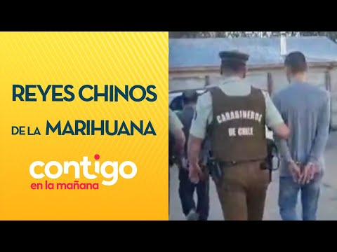 DETENIDOS: La banda de Los reyes chinos de la marihuana en Chile - Contigo en la Mañana